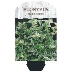 Benved 'Harlequin' Euonymus Fortunei 'Harlequin' Potte 2,0 Liter,- 20-25 Cm. 12 Benved 'Harlequin' Euonymus Fortunei 'Harlequin' Potte 2,0 Liter,- 20-25 Cm. -Osmo Salgsbutik p6634 38443 image d243