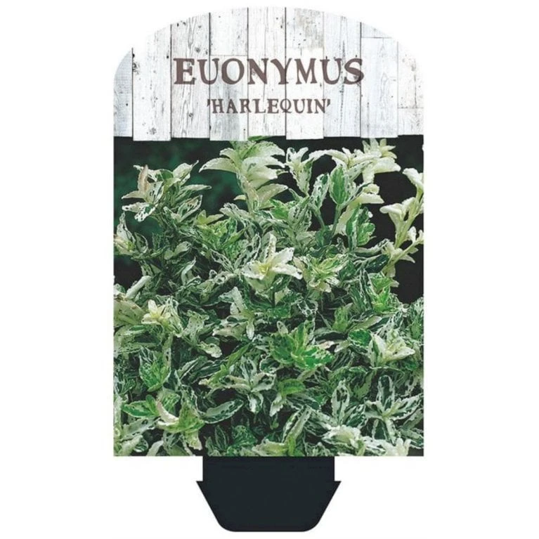 Benved 'Harlequin' Euonymus Fortunei 'Harlequin' Potte 2,0 Liter,- 20-25 Cm. 6 Benved 'Harlequin' Euonymus Fortunei 'Harlequin' Potte 2,0 Liter,- 20-25 Cm. - Billede 4