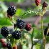 Tornfri Brombær 'Navaho'® Rubus Fruticosus 'Navaho'® Potte 3,0 Liter,- Opbundet -Osmo Salgsbutik p6704 48819 rubus fruticosus navaho 4f9c