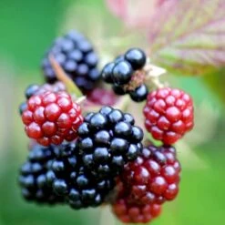 Tornfri Brombær 'Navaho'® Rubus Fruticosus 'Navaho'® Potte 3,0 Liter,- Opbundet -Osmo Salgsbutik p6704 48820 rubus fruticosus navaho 7765