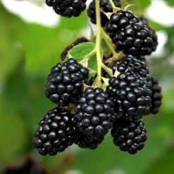 Tornfri Brombær 'Navaho'® Rubus Fruticosus 'Navaho'® Potte 3,0 Liter,- Opbundet -Osmo Salgsbutik p6704 50650 rubus fruticosus navaho ec65