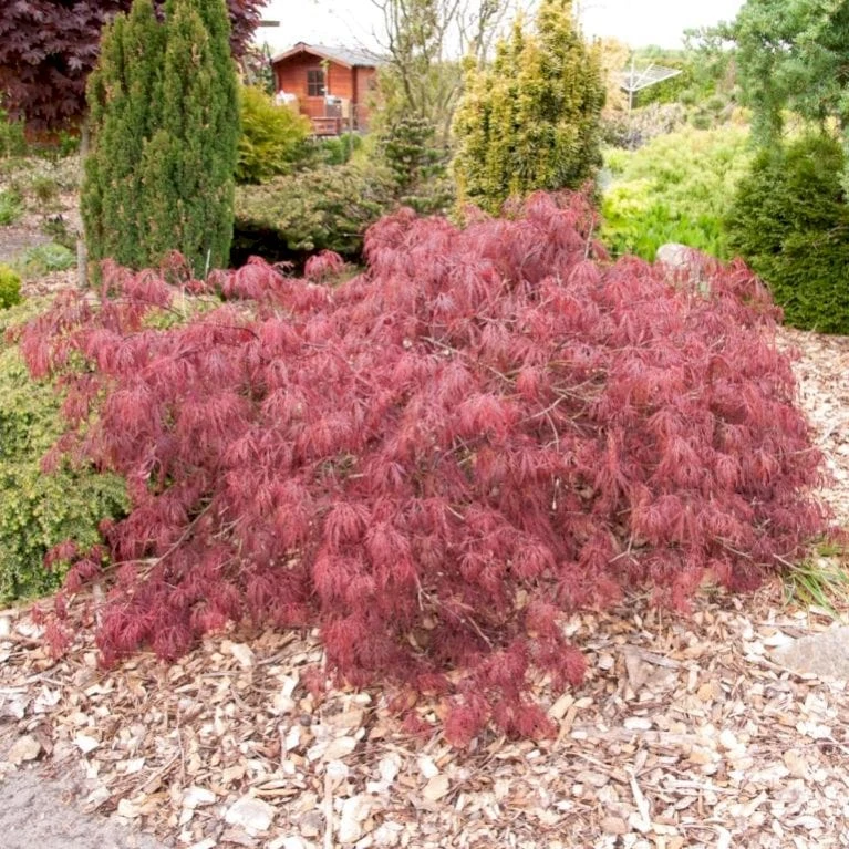 Opstammet Japansk Ahorn 'Garnet' Acer Palmatum Dissectum 'Garnet' Potte 4,0 Liter,- 40-50 Cm. 3 Opstammet Japansk Ahorn 'Garnet' Acer Palmatum Dissectum 'Garnet' Potte 4,0 Liter,- 40-50 Cm.
