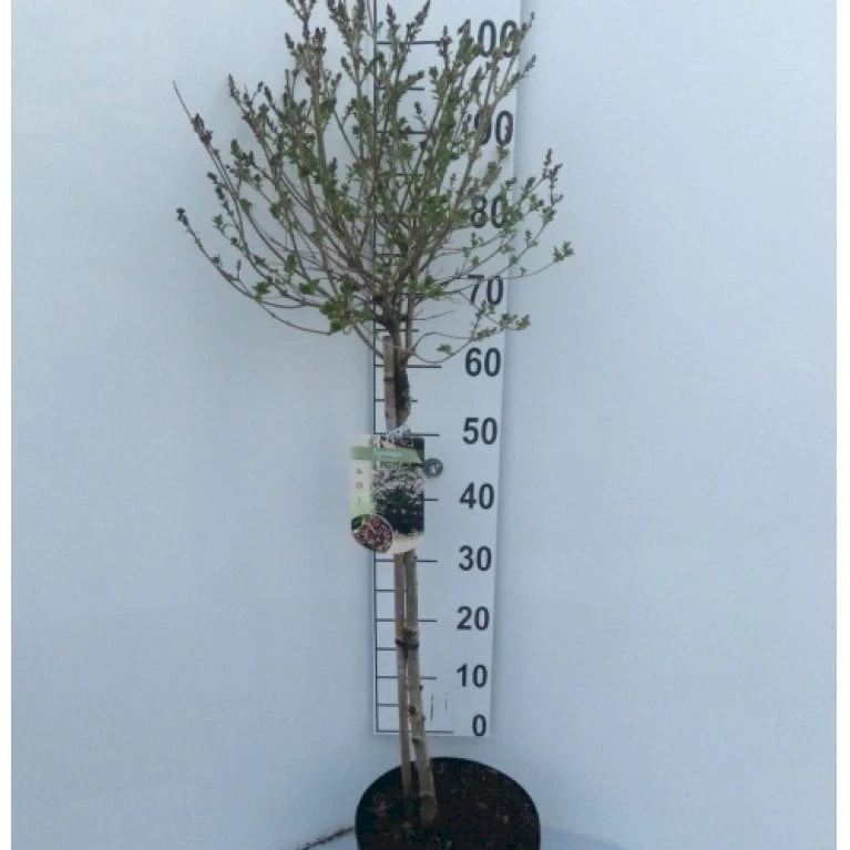 Dværg Syren 'Palibin' Syringa Meyeri 'Palibin' 3 års Kraftig Krone, Opstammet 60 Cm. 7,5 Liter Potte 3 Dværg Syren 'Palibin' Syringa Meyeri 'Palibin' 3 års Kraftig Krone, Opstammet 60 Cm. 7,5 Liter Potte