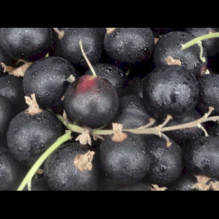 Solbær 'Big Ben' Ribes Nigrum 'Big Ben' 3,5 Liter Potte 3 Solbær 'Big Ben' Ribes Nigrum 'Big Ben' 3,5 Liter Potte