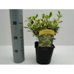 Benved' Marieke' Euonymus Japonica 'Marieke' Potte 2,0 Liter,- 20-25 Cm. -Osmo Salgsbutik p801 21300 euonymus japonica marieke d7c4