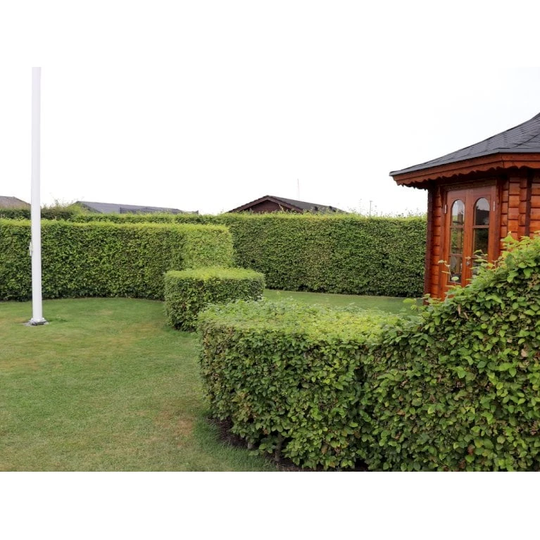 Almindelig Bøg / Bøgehæk Fagus Sylvatica Barrods, - 3 års (1/2) 120-150 Cm. Kraftig Hækkvalitet. 3 Almindelig Bøg / Bøgehæk Fagus Sylvatica Barrods, - 3 års (1/2) 120-150 Cm. Kraftig Hækkvalitet.