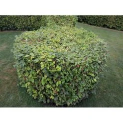 Almindelig Bøg / Bøgehæk Fagus Sylvatica Med Klump,- 150-175 Cm. 13 Almindelig Bøg / Bøgehæk Fagus Sylvatica Med Klump,- 150-175 Cm. -Osmo Salgsbutik p816 33905 fagus sylvatica 43bf 3