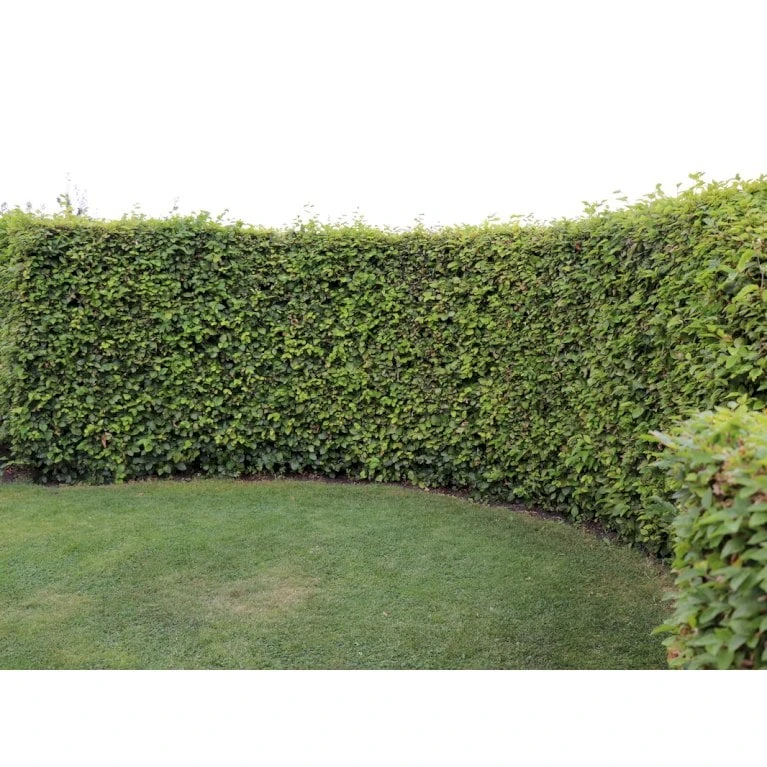 Almindelig Bøg / Bøgehæk Fagus Sylvatica Barrods, - 3 års (1/2) 120-150 Cm. Kraftig Hækkvalitet. 5 Almindelig Bøg / Bøgehæk Fagus Sylvatica Barrods, - 3 års (1/2) 120-150 Cm. Kraftig Hækkvalitet. - Billede 3