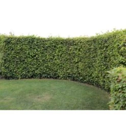 Almindelig Bøg / Bøgehæk Fagus Sylvatica Barrods. 3 års 80-100 Cm. -Osmo Salgsbutik p816 33906 fagus sylvatica 0b51