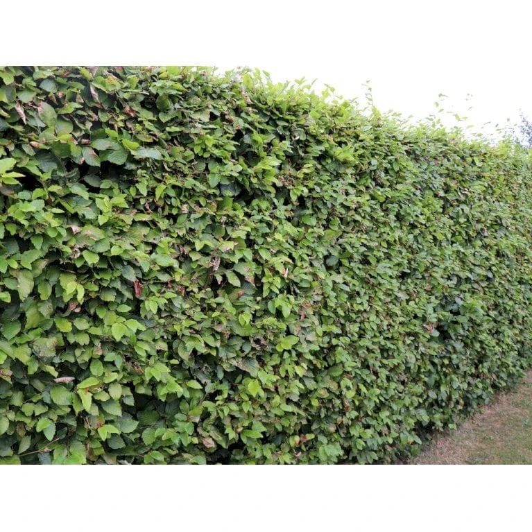 Almindelig Bøg / Bøgehæk Fagus Sylvatica Barrods, - 3 års (1/2) 120-150 Cm. Kraftig Hækkvalitet. 6 Almindelig Bøg / Bøgehæk Fagus Sylvatica Barrods, - 3 års (1/2) 120-150 Cm. Kraftig Hækkvalitet. - Billede 4