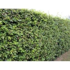 Almindelig Bøg / Bøgehæk Fagus Sylvatica Med Klump,- 150-175 Cm. 15 Almindelig Bøg / Bøgehæk Fagus Sylvatica Med Klump,- 150-175 Cm. -Osmo Salgsbutik p816 33907 fagus sylvatica 825a 3