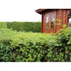 Almindelig Bøg / Bøgehæk Fagus Sylvatica Barrods, Omplantet 3 års 100-120 Cm. -Osmo Salgsbutik p816 33908 fagus sylvatica 87bb 2