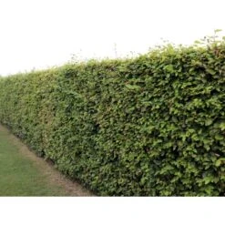 Almindelig Bøg / Bøgehæk Fagus Sylvatica Barrods, - 3 års (1/2) 120-150 Cm. Kraftig Hækkvalitet. 15 Almindelig Bøg / Bøgehæk Fagus Sylvatica Barrods, - 3 års (1/2) 120-150 Cm. Kraftig Hækkvalitet. -Osmo Salgsbutik p816 33909 fagus sylvatica 4b65 1