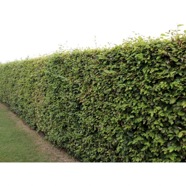 Almindelig Bøg / Bøgehæk Fagus Sylvatica Med Klump,- 150-175 Cm. 9 Almindelig Bøg / Bøgehæk Fagus Sylvatica Med Klump,- 150-175 Cm. - Billede 7