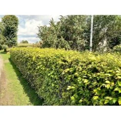 Almindelig Bøg / Bøgehæk Fagus Sylvatica Med Klump,- 150-175 Cm. 18 Almindelig Bøg / Bøgehæk Fagus Sylvatica Med Klump,- 150-175 Cm. -Osmo Salgsbutik p816 34340 fagus sylvatica 8b32 3