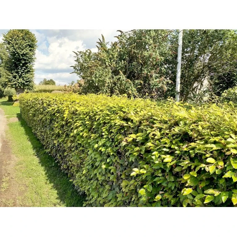 Almindelig Bøg / Bøgehæk Fagus Sylvatica Med Klump,- 150-175 Cm. 10 Almindelig Bøg / Bøgehæk Fagus Sylvatica Med Klump,- 150-175 Cm. - Billede 8