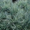 Blå Bjørnegræs 'Elijah Blue' Festuca Glauca 'Elijah Blue' 1 Liter Potte -Osmo Salgsbutik p832 50900 festuca glauca elijah blue 46e5