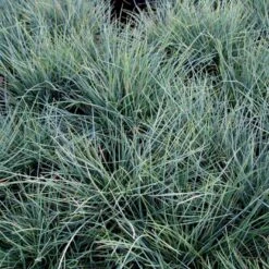 Blå Bjørnegræs 'Elijah Blue' Festuca Glauca 'Elijah Blue' 1 Liter Potte