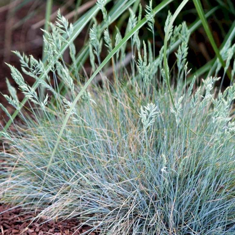Blå Bjørnegræs 'Elijah Blue' Festuca Glauca 'Elijah Blue' 1 Liter Potte 5 Blå Bjørnegræs 'Elijah Blue' Festuca Glauca 'Elijah Blue' 1 Liter Potte - Billede 3