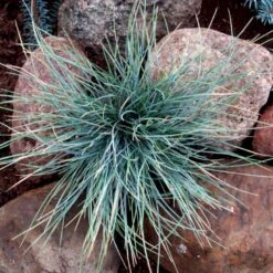 Blå Bjørnegræs 'Elijah Blue' Festuca Glauca 'Elijah Blue' 1 Liter Potte 14 Blå Bjørnegræs 'Elijah Blue' Festuca Glauca 'Elijah Blue' 1 Liter Potte -Osmo Salgsbutik p832 50902 festuca glauca elijah blue d761