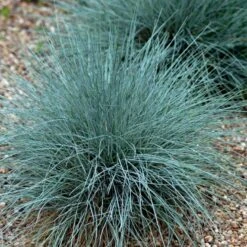 Blå Bjørnegræs 'Elijah Blue' Festuca Glauca 'Elijah Blue' 1 Liter Potte 15 Blå Bjørnegræs 'Elijah Blue' Festuca Glauca 'Elijah Blue' 1 Liter Potte -Osmo Salgsbutik p832 50903 festuca glauca elijah blue 866c