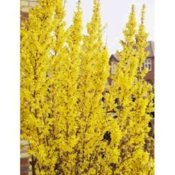Vårguld 'Lynwood' Forsythia Intermedia 'Lynwood' 5 Liter Potte