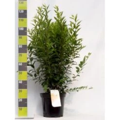 Forsytia 'Weekend' Forsythia Intermedia 'Weekend' Potte 12 Liter,- 100-125 Cm.