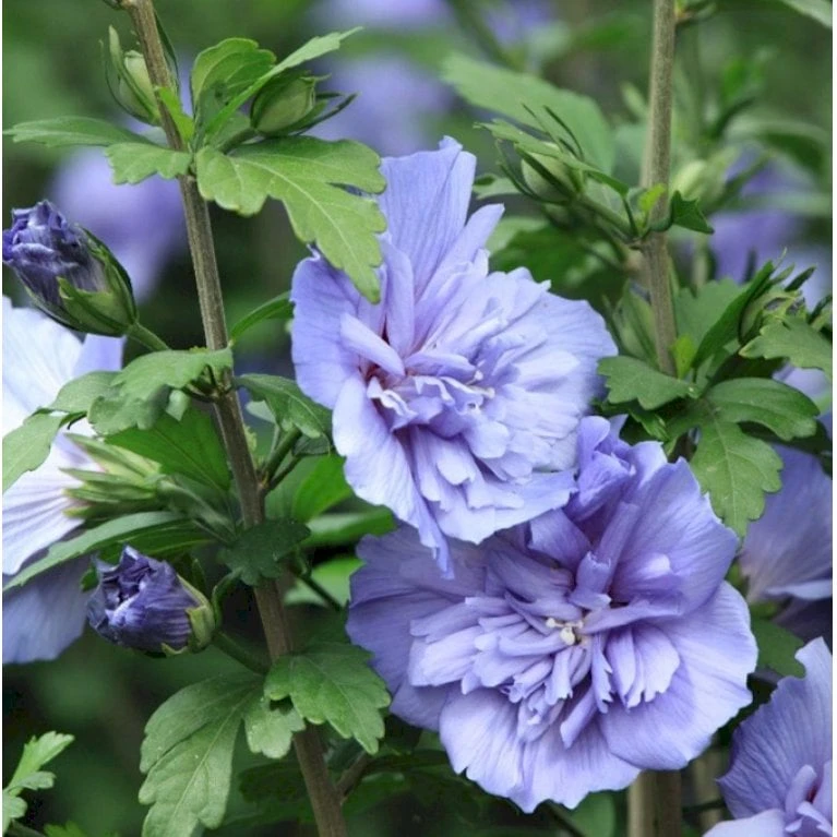 Syrisk Rose 'Blue Chiffon' Hibiscus Syriacus 'Blue Chiffon' Potte 4,0 Liter,- 50-60 Cm. 6 Syrisk Rose 'Blue Chiffon' Hibiscus Syriacus 'Blue Chiffon' Potte 4,0 Liter,- 50-60 Cm. - Billede 4