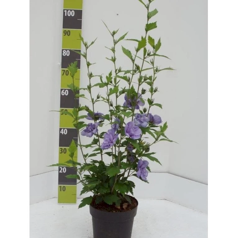 Syrisk Rose 'Blue Chiffon' Hibiscus Syriacus 'Blue Chiffon' Potte 4,0 Liter,- 50-60 Cm. 3 Syrisk Rose 'Blue Chiffon' Hibiscus Syriacus 'Blue Chiffon' Potte 4,0 Liter,- 50-60 Cm.