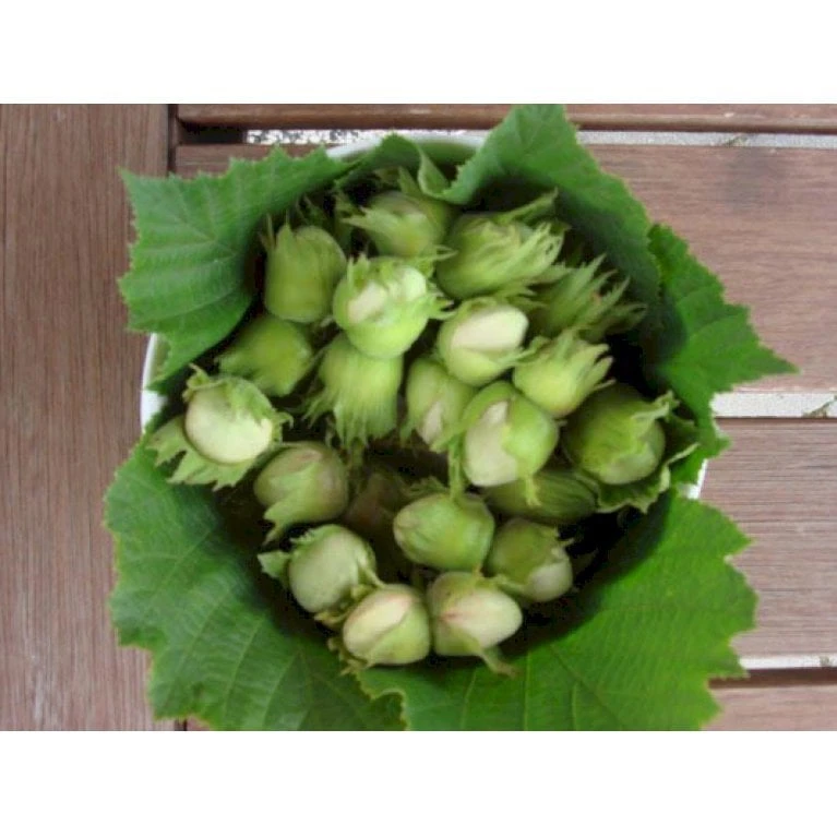Storfrugtet Hassel 'Halleske Kæmpe' Corylus Maxima 'Halleske Kæmpe' 7,5 Liter Potte 3 Storfrugtet Hassel 'Halleske Kæmpe' Corylus Maxima 'Halleske Kæmpe' 7,5 Liter Potte