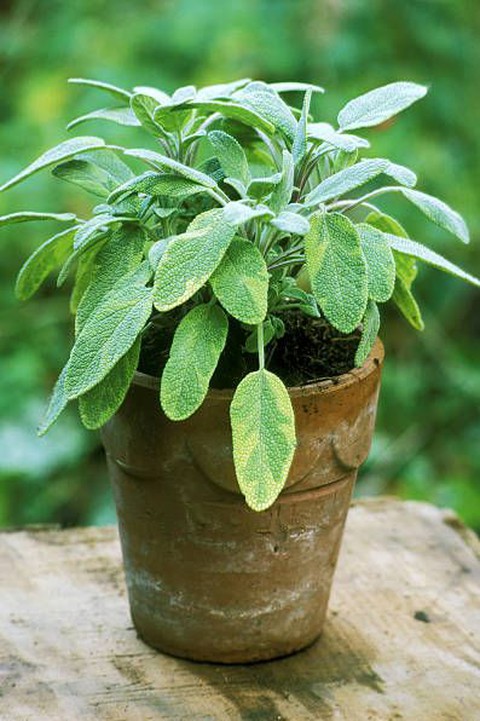 Osmo Salgsbutik -Osmo Salgsbutik cay thao moc 2 aced