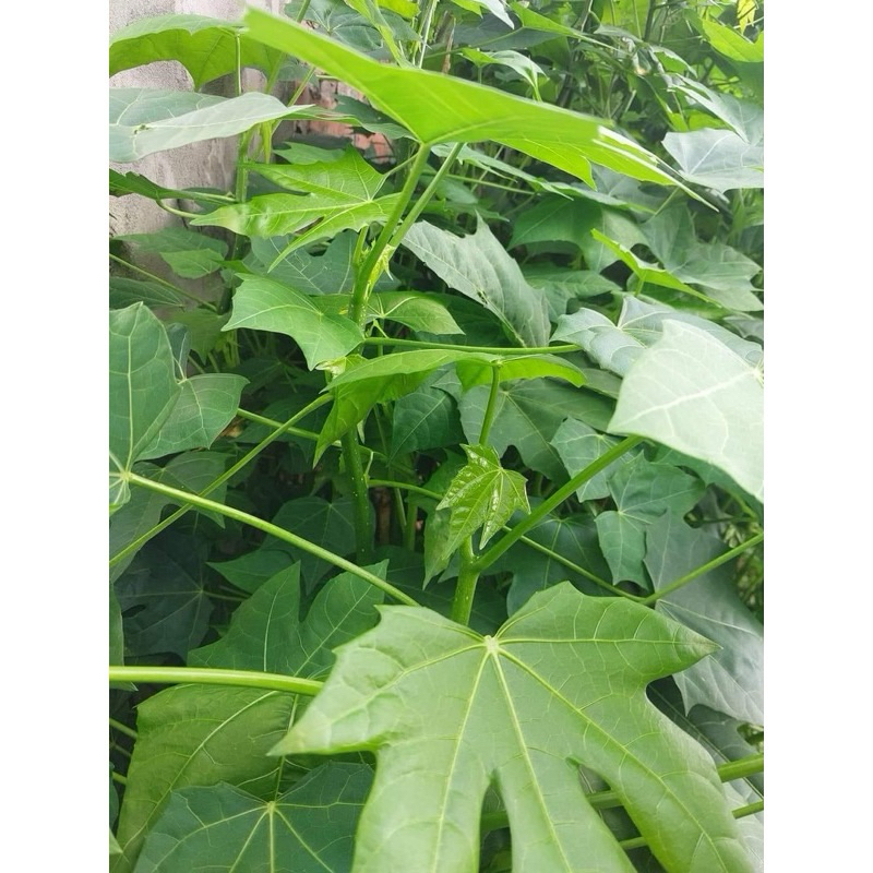 Osmo Salgsbutik -Osmo Salgsbutik cay rau mi chin