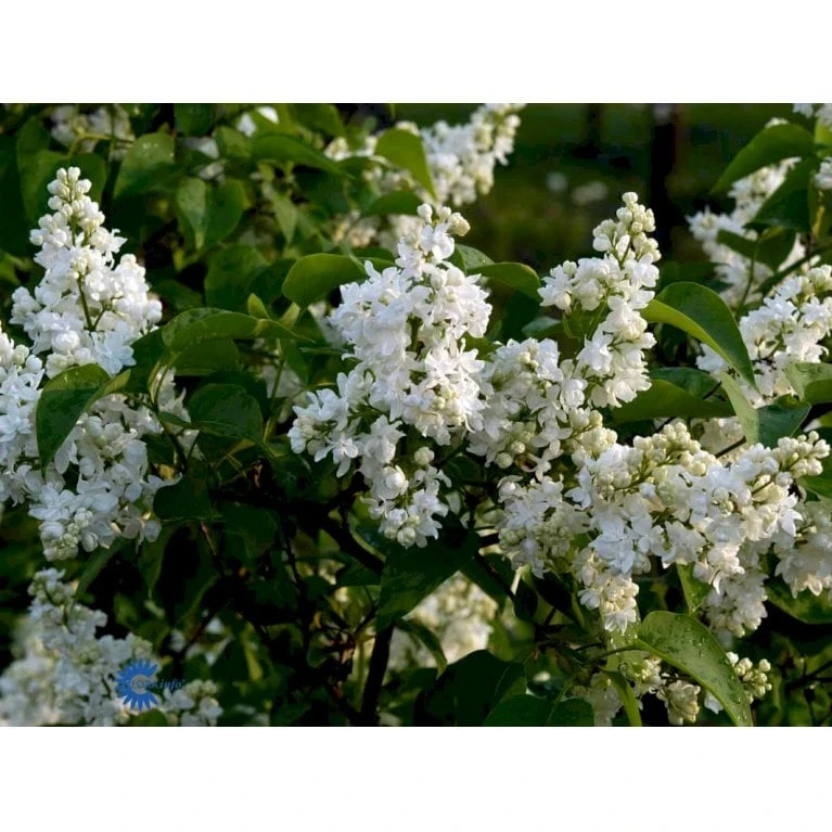 Osmo Salgsbutik -Osmo Salgsbutik fi16483 syringa vulgaris primrose 3258